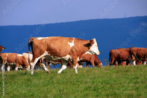 Simmental cattle herd on the pasture, Germany photo