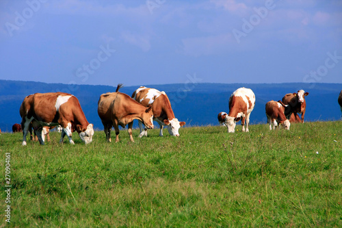 Simmental cattle herd on the pasture, Germany photo
