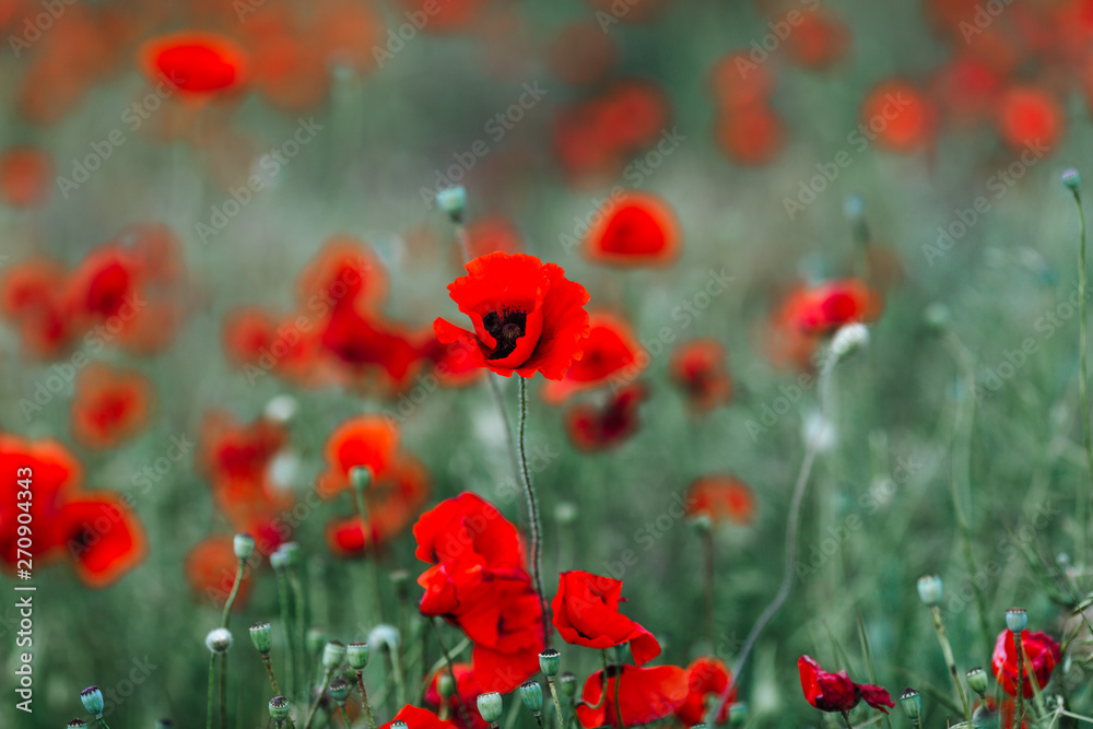 Obraz premium Bright red poppy flowers and blue sky with white clouds.