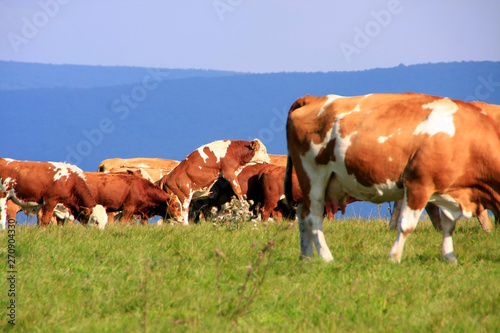 Simmental cattle herd on the pasture, Germany photo