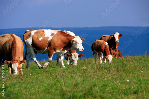 Simmental cattle herd on the pasture, Germany photo