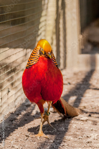 Chrysolophus pictus