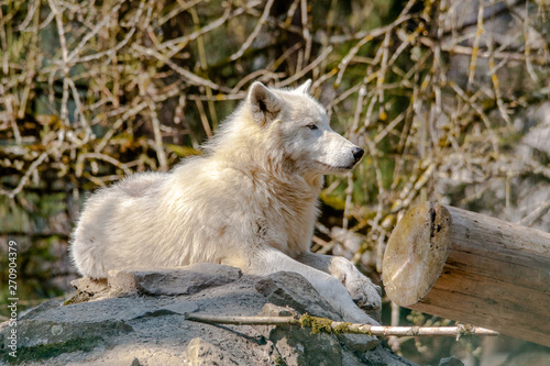 Canis lupus arctos