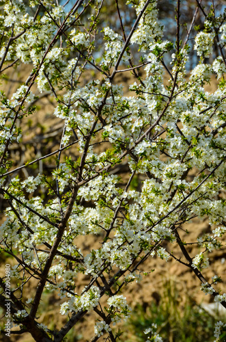 Apricot blossom tree in spring