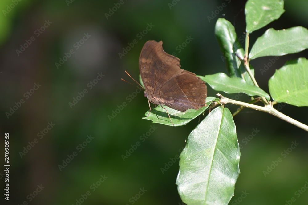 Obraz premium butterfly on leaf