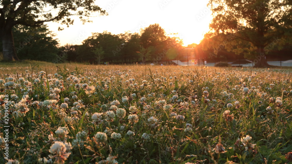 Obraz premium 夕焼けのシロツメクサの草原