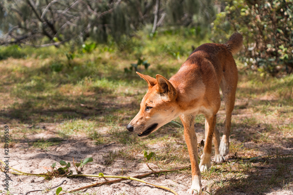 dingo on a walk dingo on a walk