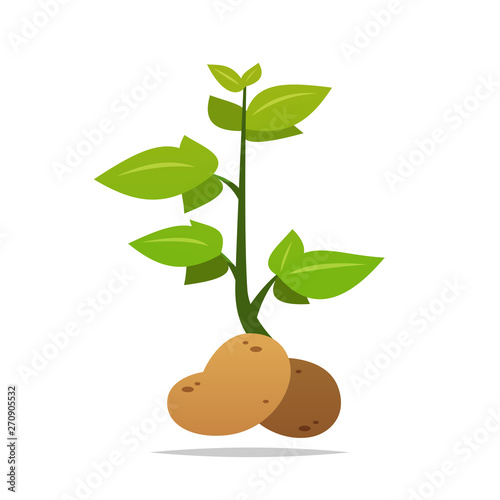 Potato plant vector isolated illustration