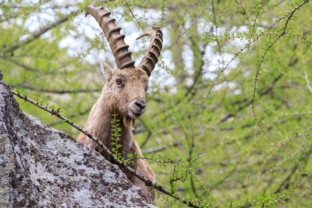 stambecco nel parco nazionale del Gran Paradiso