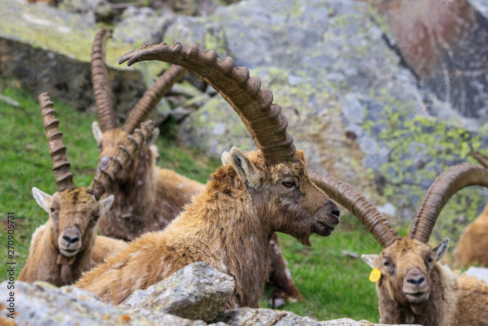 gruppo di stambecchi nel parco nazionale del Gran Paradiso gruppo di stambecchi nel parco nazionale del Gran Paradiso