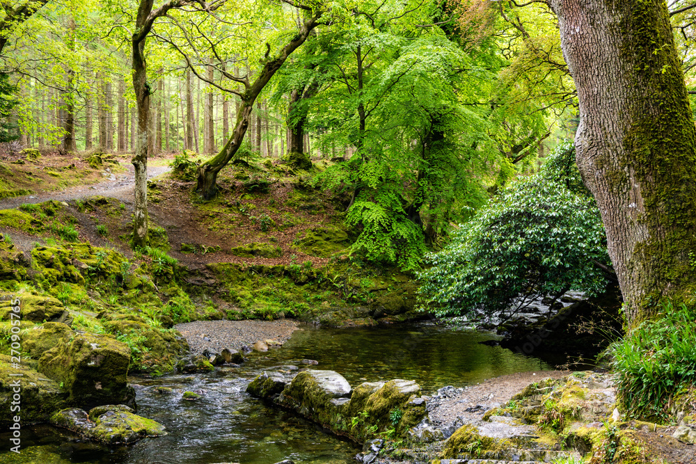 trees, lakes and streams in Tollymore Forest Park trees, lakes and streams in Tollymore Forest Park