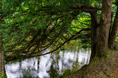 trees  lakes and streams in Tollymore Forest Park