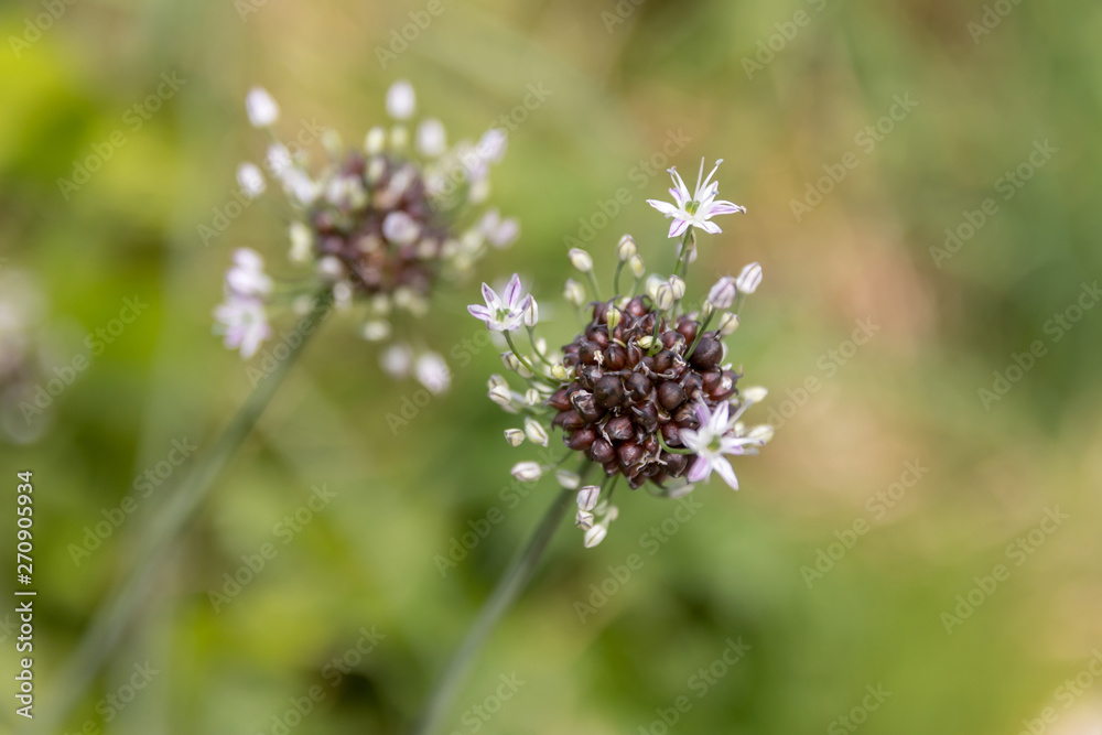 ノビルの花 ノビルの花