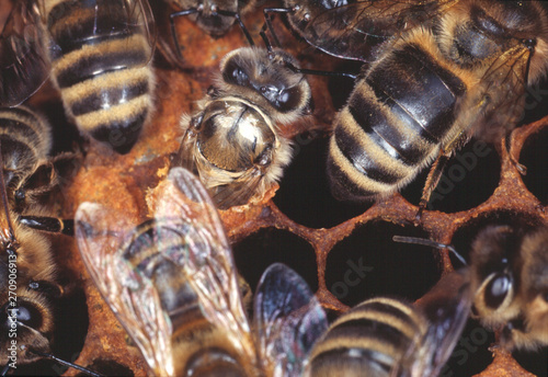 Bees birth, brood cell, brood comb, bee colony, Apis mellifera photo