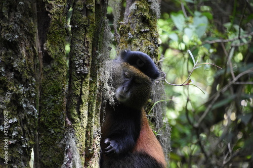 Canvas Print golden monkey Uganda