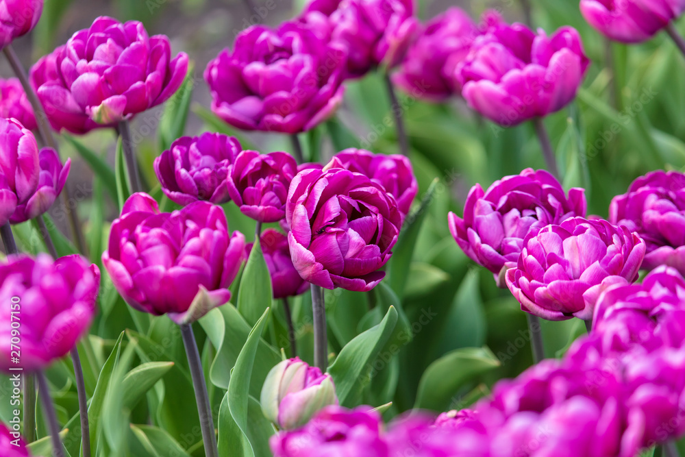 Decorative roses grow in the soil in nature Decorative roses grow in the soil in nature