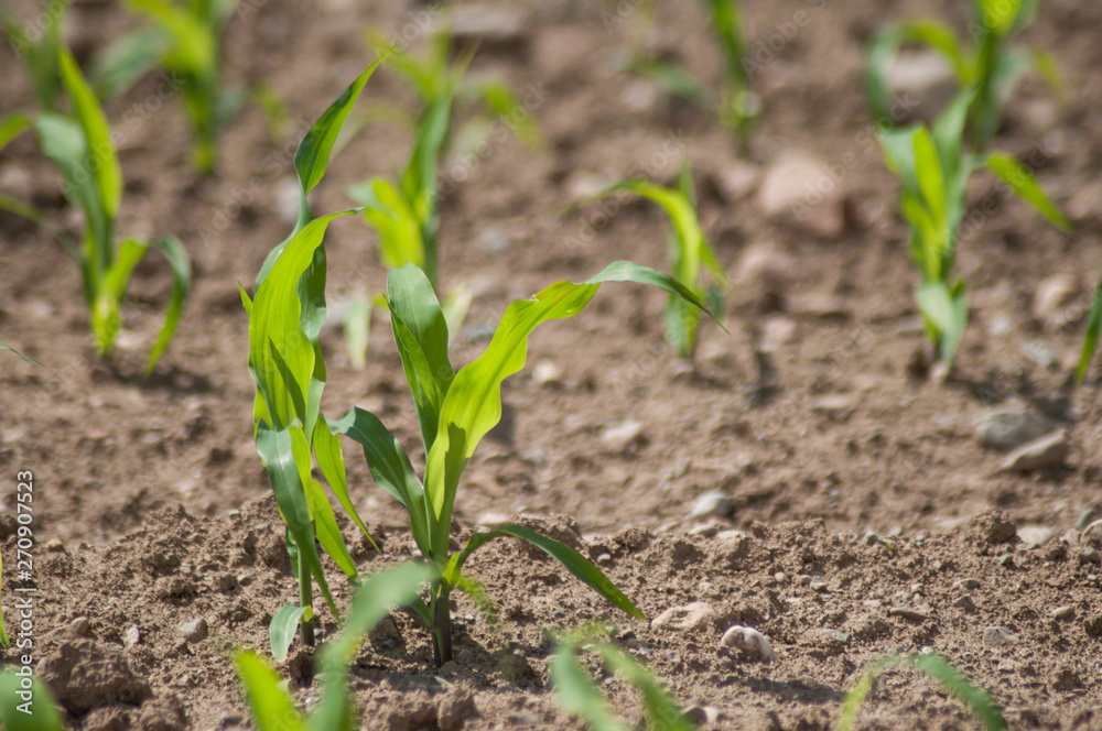 Closeup of corn leaves growth in a field at spring Closeup of corn leaves growth in a field at spring