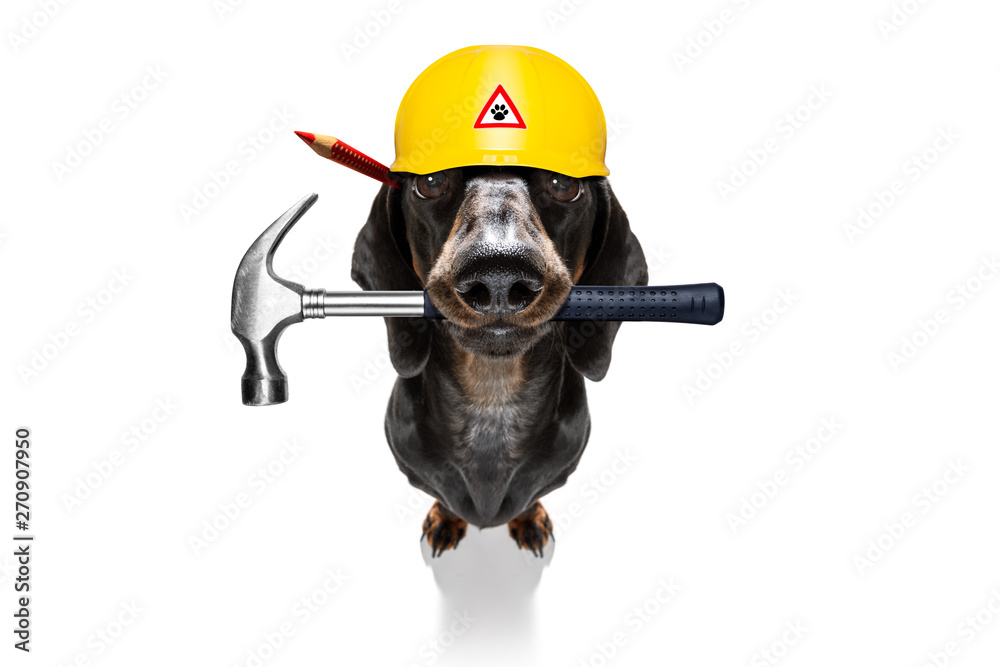 Fototapete Handwerker Arbeiter Hammer Hund mit Helm - Nikkel-Art.de