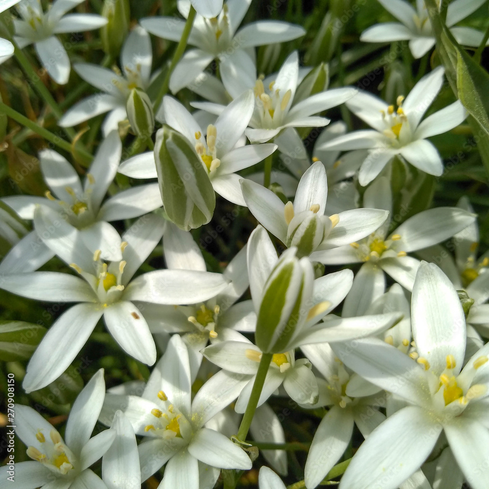 Lots of white flowers on a green background
