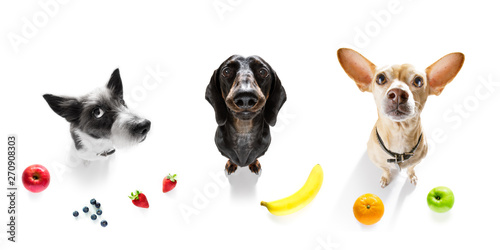 Photography group of dogs with overweight and fruit