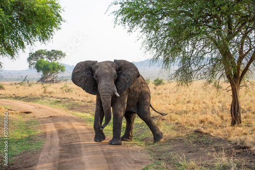 bull elephant kidepo valley Uganda photo