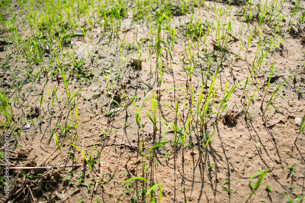 Rice fields that are emerging, sky and clouds in the rainy season In Thailand, plants in nature Rice fields that are emerging, sky and clouds in the rainy season In Thailand, plants in nature