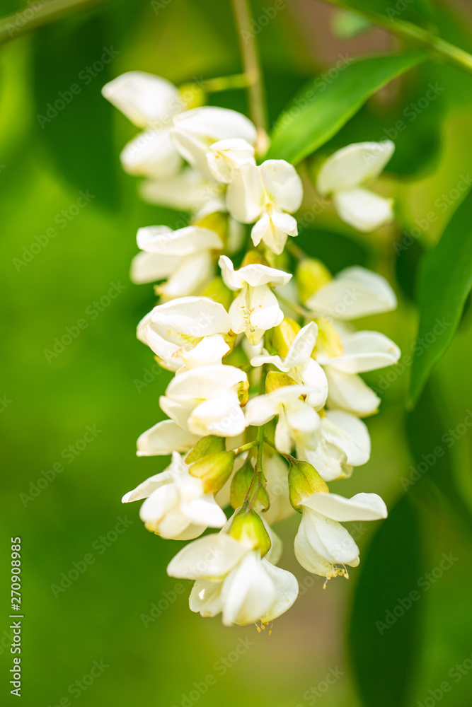 Fototapeta premium Blooming acacia in May, Germany