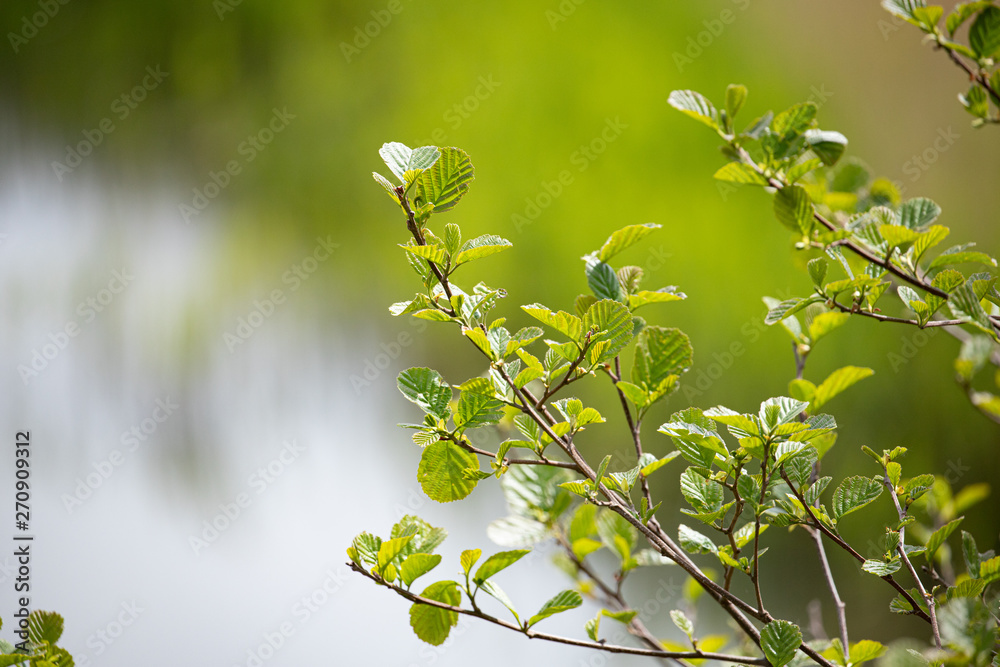 spring leaves on green background spring leaves on green background