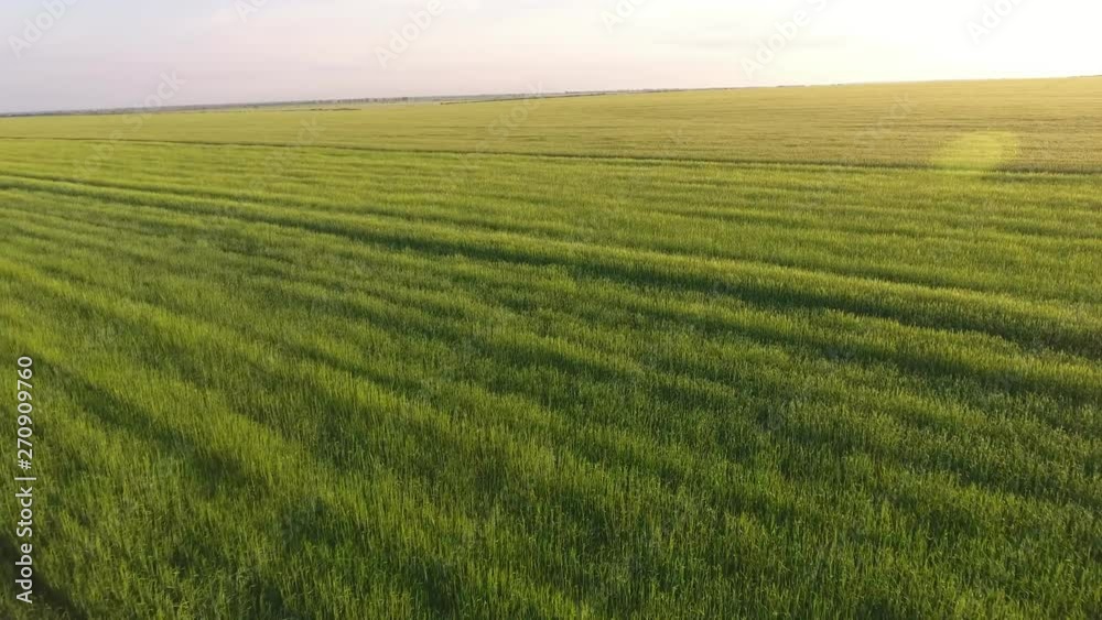 Aerial of the beautiful green wheat field with waving spikelets at sunset Aerial of the beautiful green wheat field with waving spikelets at sunset