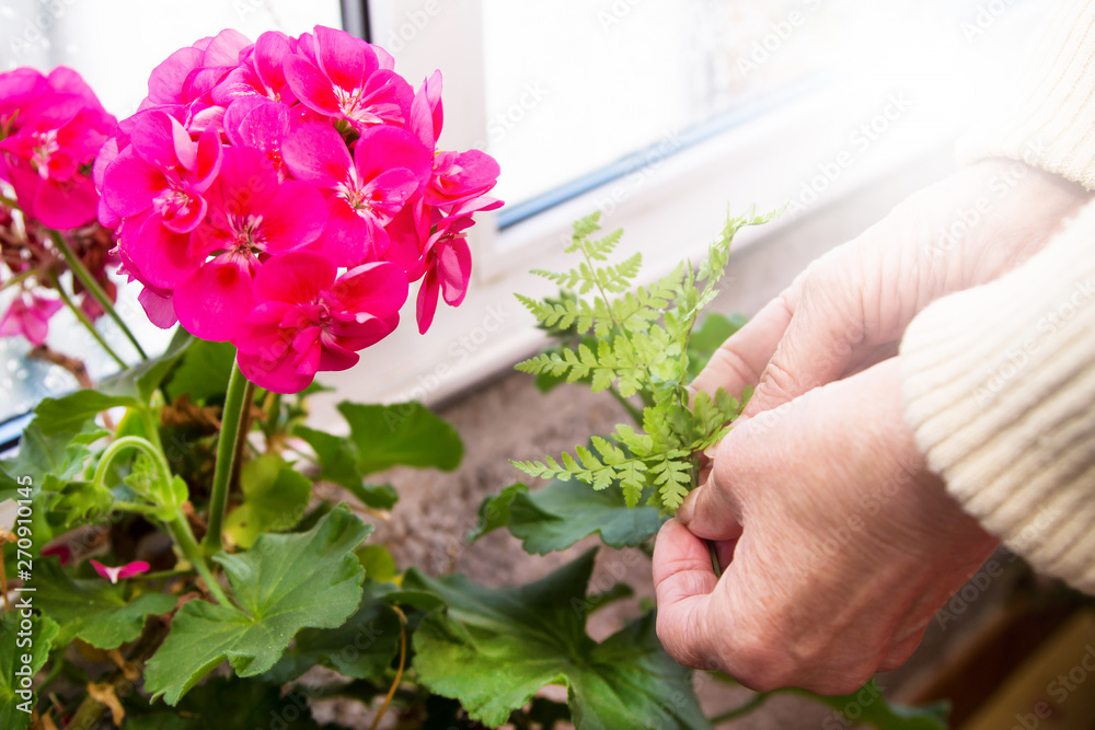 woman removing stubble from her flower pots with flowers, gardening concept