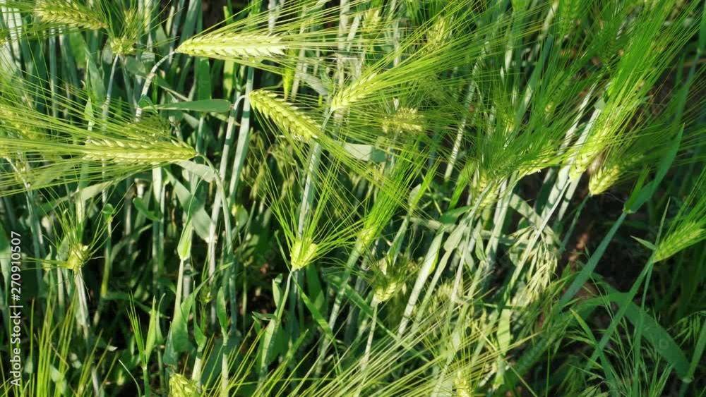 Grain head growing green rye on farm field at spring day, agriculture, top view. Ripening ears of young bearded wheat. Awned wheat, cereal plant, bread corn growth. Rich harvest concept. Grassland Grain head growing green rye on farm field at spring day, agriculture, top view. Ripening ears of young bearded wheat. Awned wheat, cereal plant, bread corn growth. Rich harvest concept. Grassland
