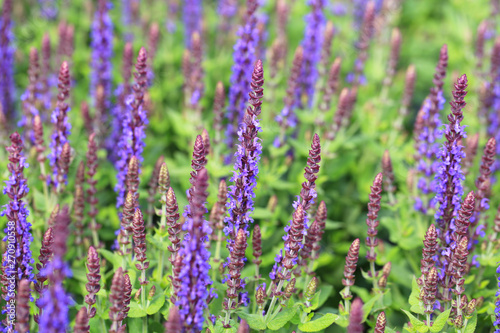 Purple sage in June, Westphalia, Germany