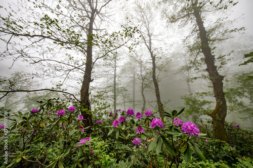  Spring ornament of the Black Sea Plateau, Rhododendrons