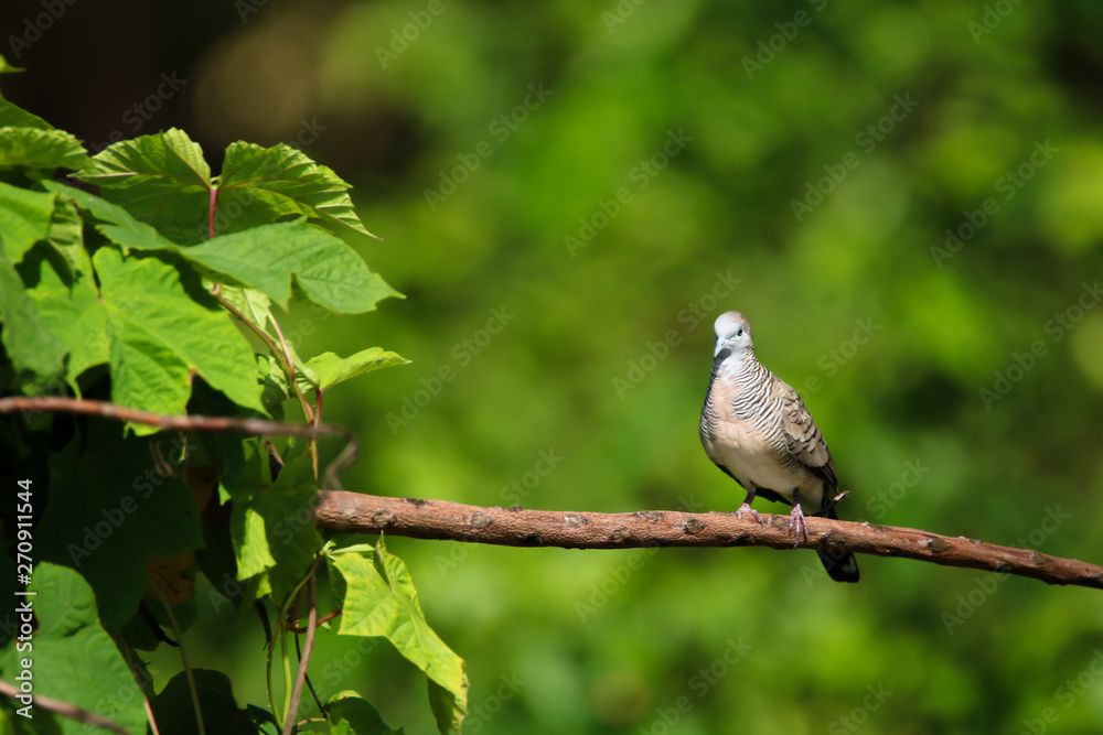 The spotted dove or mountain dove perched on a tree at Bangkok Thailand The spotted dove or mountain dove perched on a tree at Bangkok Thailand