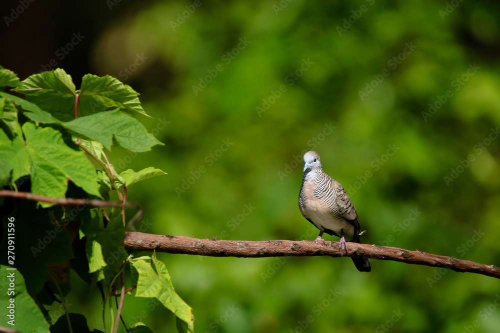 The spotted dove or mountain dove  perched on a tree at Bangkok Thailand