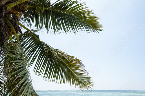 Coconut Palm Tree Against Sky