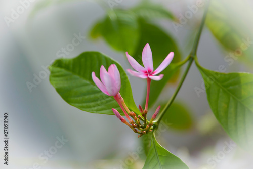 Closeup pink pin flower in garden