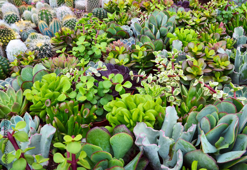 Succulent and cactus plants in desert botanical garden.Assorted decorative exotic succulents and cacti as a background for design.Indoor decor, terrarium or houseplants concept. photo