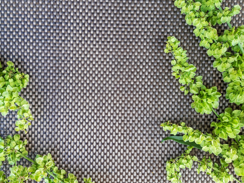 Frame made of green sorrel blooms on gray background, top view. Border for text.