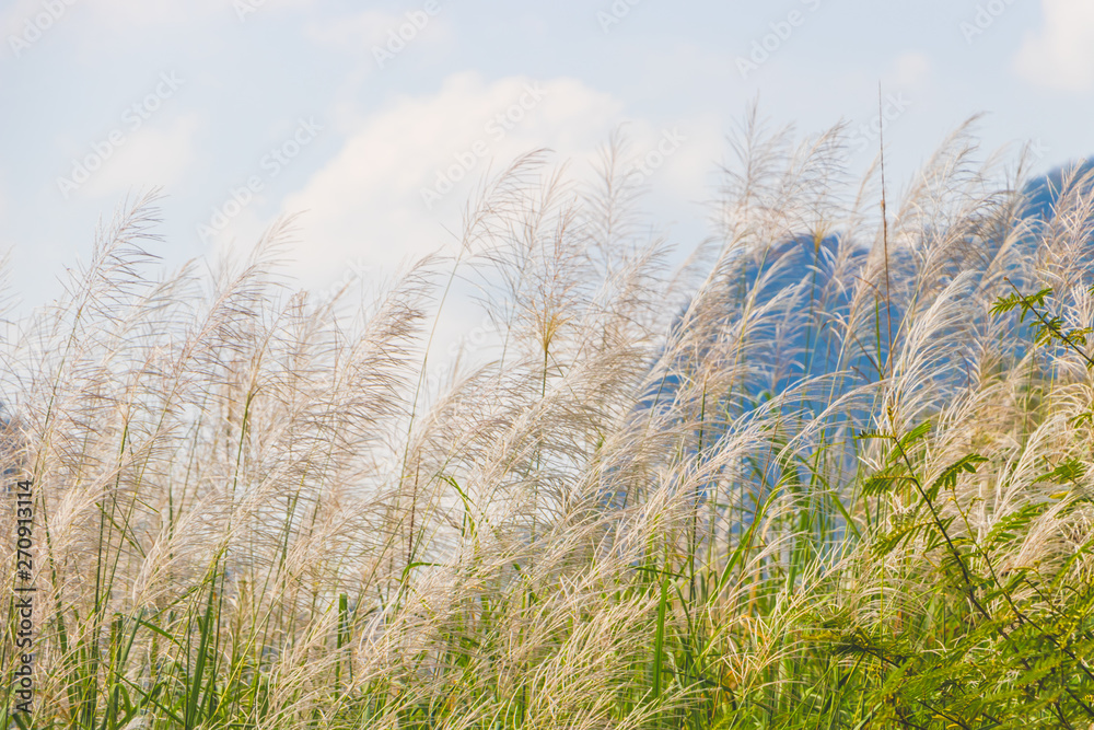 Obraz premium Pink grasses in the summer. Bamboo grass or Tiger grass (Thysanolaena latifolia).
