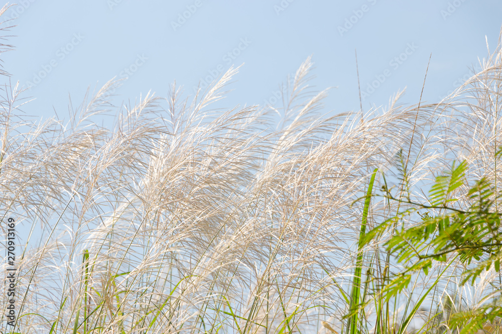 Obraz premium Pink grasses in the summer. Bamboo grass or Tiger grass (Thysanolaena latifolia).
