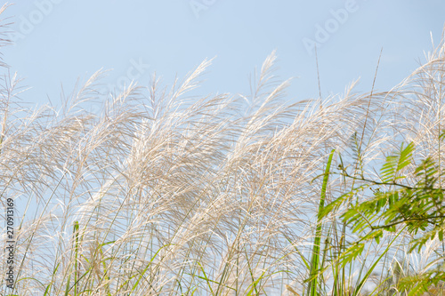 Pink grasses in the summer. Bamboo grass or Tiger grass (Thysanolaena latifolia).