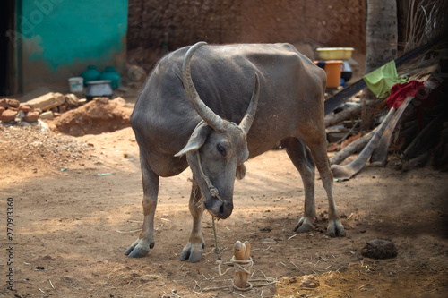 holy domestic cow in a street in  the south of india. The cow is tied with a rope photo