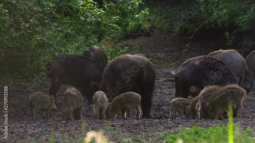 Wild hogs rooting