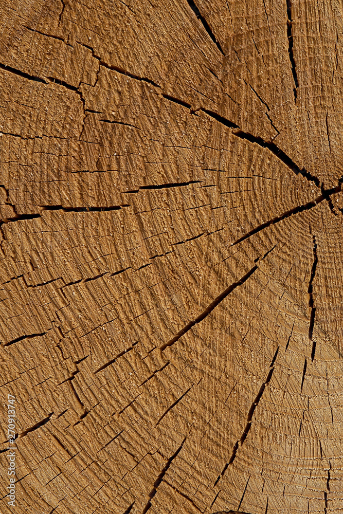 Fototapeta premium rustic background beige pine cracked dry background texture many lines design eco close-up