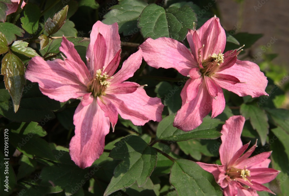 pink flowers of clematis climbing plant close up pink flowers of clematis climbing plant close up