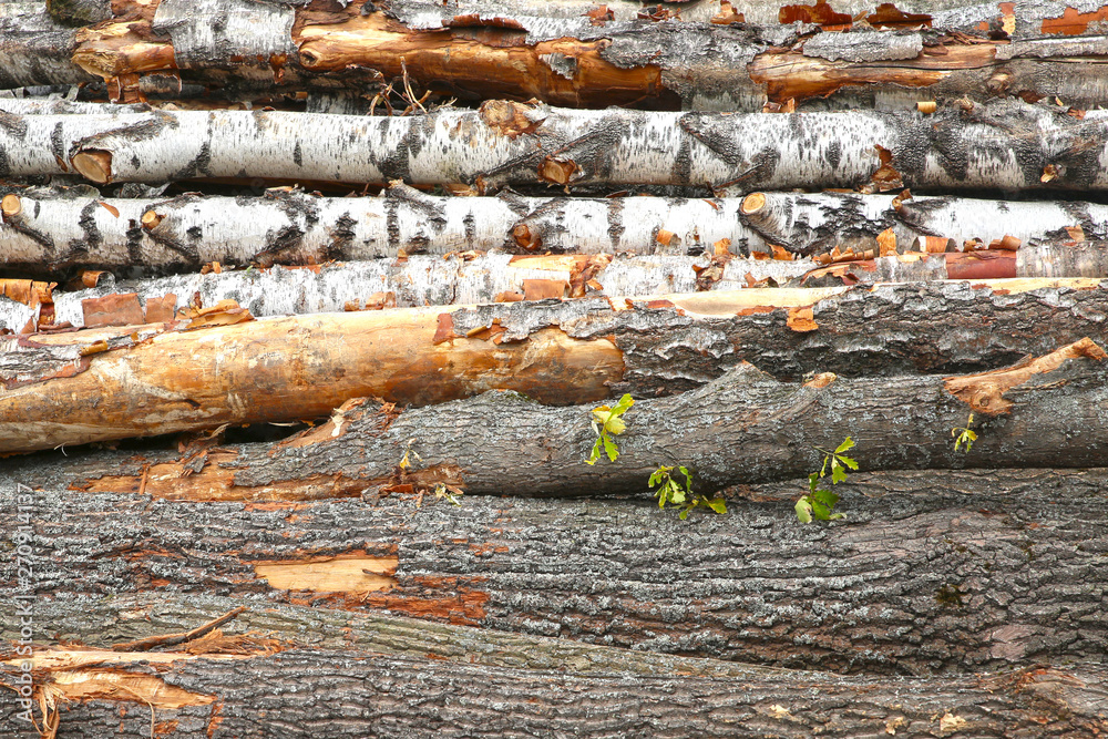 birch trunks big pile horizontal row close up background rustic building material logging birch trunks big pile horizontal row close up background rustic building material logging