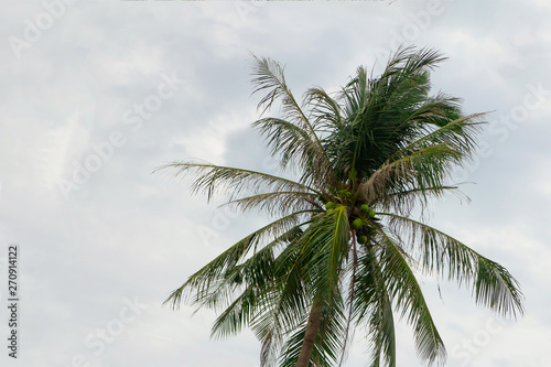 coconut palm green long leaves up tree on a background of the cloudy sky background tropical