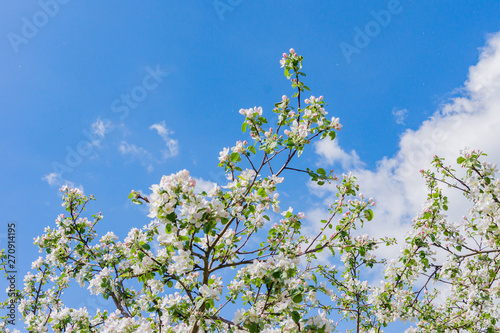 Blooming apple tree against blue sky with copy space