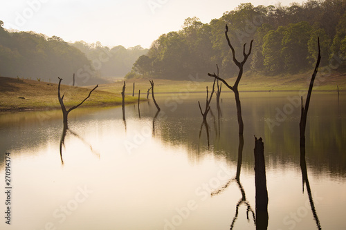 misty and dreamy lake view with dead branches in the water in a national park in the south of india photo